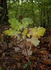 Green leaves turning yellow in German forest