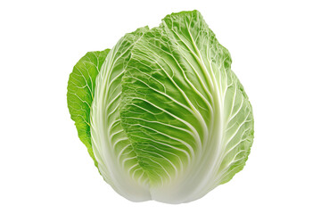Whole green savoy cabbage with textured crinkled leaves isolated on transparent background. Concept of fresh organic vegetables and healthy eating
