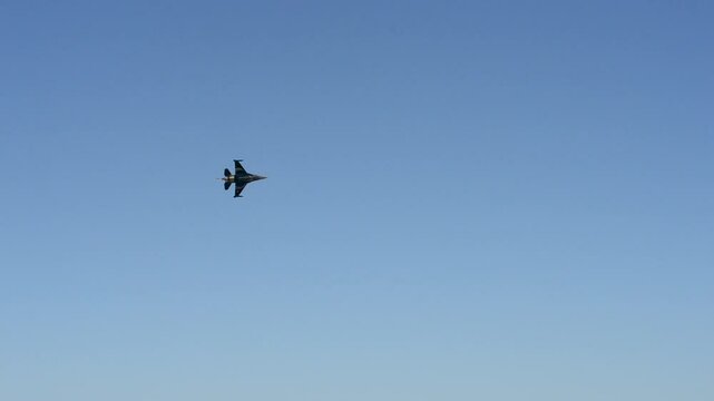 birds in flight