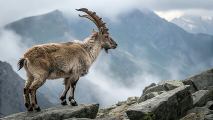Majestic markhor stands proud on rocky terrain amidst mountain mist Generative AI