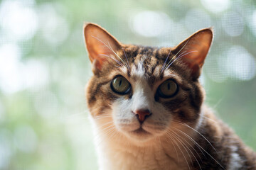 見つめるチュッタ6歳