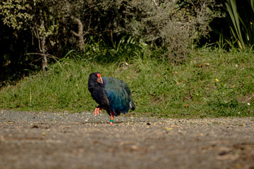 New Zealand native bird, the Takahe