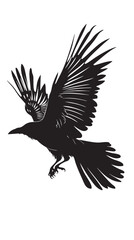 Obraz premium Isolated carrion crow in flight with fully open wings silhouette