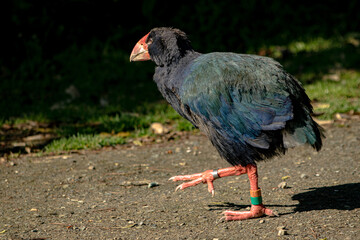 New Zealand native bird, the Takahe