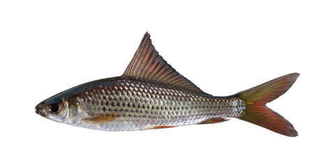 Lukas (Labiobarbus Leptocheilus) on transparent background