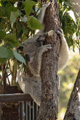 Koala clinging to a eucalyptus tree