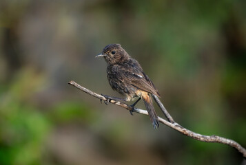 A young Pied Bushchat perches on a bare branch, showcasing its soft, mottled juvenile plumage...