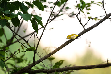 A beautiful Indian white eye perched on a bare tree branch, its distinctive white eye ring and bright yellow plumage standing out against a soft, muted background.