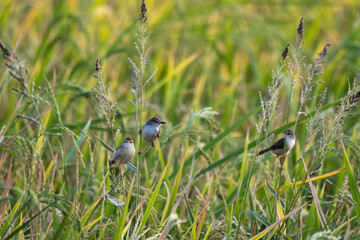 A charming Brown  Prinia rest on the stalk of a rice plant  in lush green agriculture field. The background is blurred and ideal contrast in color.