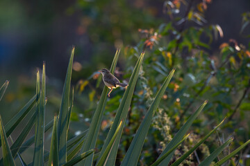 A small vibrant Brown Prinia perched on a long green lea in its natural hobbit, with a soft green background.