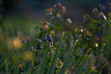A small vibrant Brown Prinia perched on a long green lea in its natural hobbit, with a soft green background.