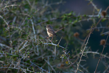 A small vibrant Brown Prinia perched on a thorny branch in its natural hobbit, with a soft green background.