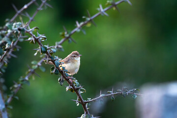 A small vibrant Brown Prinia perched on a thorny branch in its natural hobbit, with a soft green background.