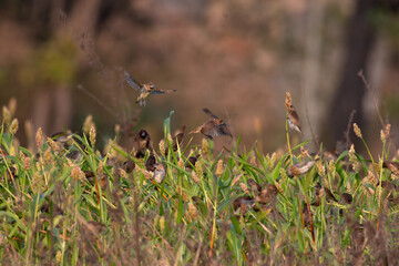 The vibrant many Scaly breasted munia perched on and feeding from grass seeds in a lush green field.