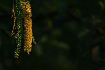 Stunning close up of pendulous flower spikes, showcasing a vibrant contrast between golden yellow and fresh green blossoms.