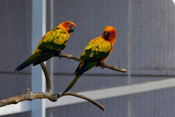 A vibrant group of Sun conures, known for their brilliant orange, yellow and green plumage, are perched on branches. 