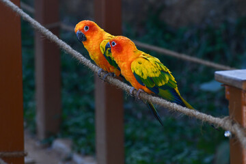 A vibrant group of Sun conures, known for their brilliant orange, yellow and green plumage, are perched on branches. 