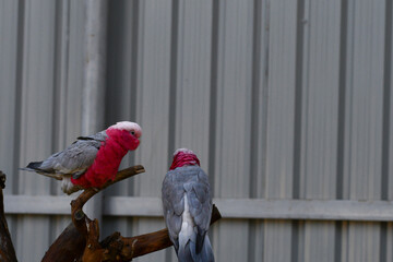 Two vibrant Galahs or rose breasted cockatoos are perched on a natural branch against a blurred...