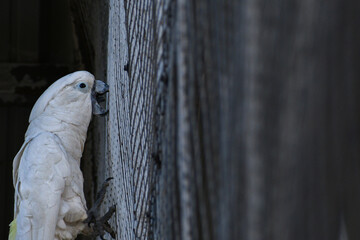 A beautiful White cockatoo moving on a fence with catch it with nose and legs and the foreground is...