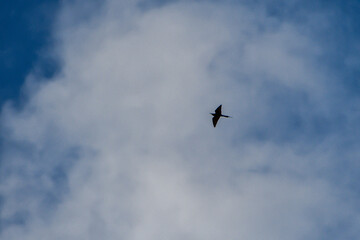 A dramatic silhouette of a bird soaring gracefully through a partly cloudy sky.