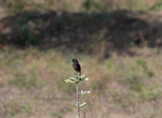 A close up of a small dark colored songbird perched on the top of a green plant, against a softly blurred natural background.