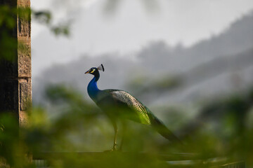 The vibrant Peacock standing on a fort with foreground blurred branches and blurred mountain and blue sky background.