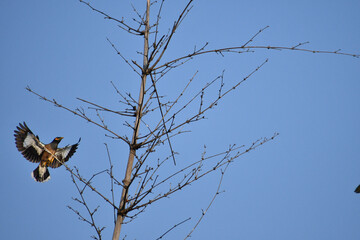 The beautiful Myna in mid flight and try to perch in a drt tree branch and the background is blue sky.
