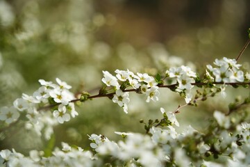 白いユキヤナギの花