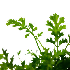 Naklejka premium green leaves with transparent background PNG and JPEG image