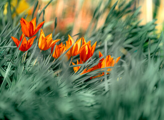 Vibrant orange tulips blooming in a dense bed of green leaves, with a blurred background. Captures...
