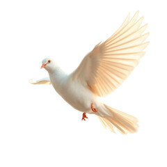 Fototapeta premium dove of peace with transparent background PNG and JPEG image