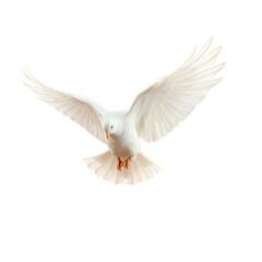 Obraz premium dove of peace with transparent background PNG and JPEG image