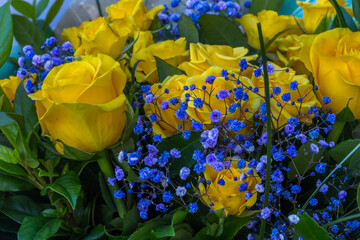 Bouquet de roses jaunes  © Unclesam