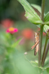 葉の茎にとまるバッタ
