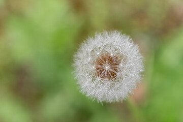 雨に濡れたタンポポの綿毛