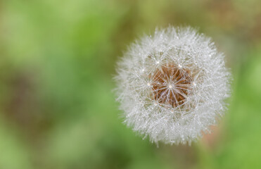雨に濡れたタンポポの綿毛