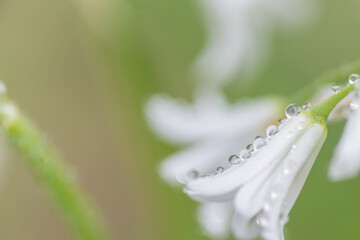 雨に濡れた小さな花