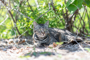 寝そべってくつろぐ可愛い野良猫