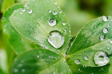 雨に濡れた葉
