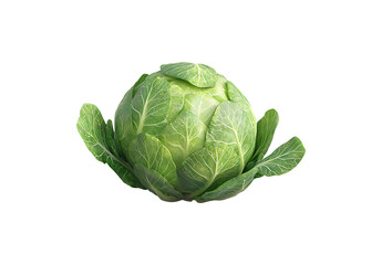 Fototapeta premium Fresh Brussels Sprouts Cluster Isolated on Transparent Background