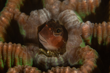 Fish swim in the Sea of the Philippines
