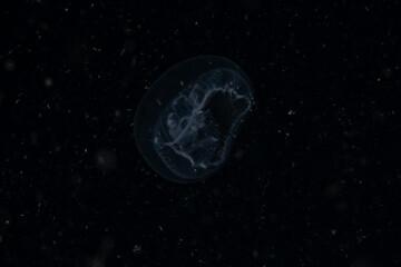 Box jellyfish swimming in the ocean of the Philippines
