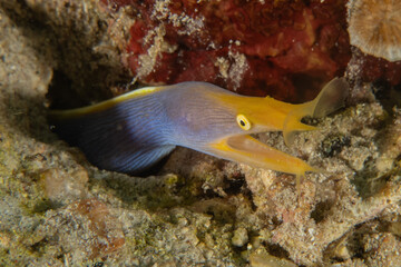 Blue Ribbon Eel in the Sea of the Philippines
