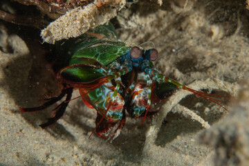 Mantis shrimp in the Sea of the Philippines