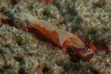 Emperor shrimp in the Bohol Sea, Philippines
