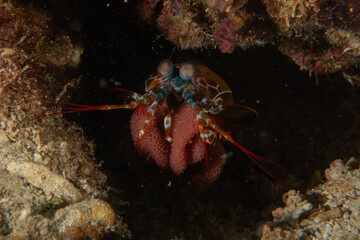 Mantis shrimp in the Sea of the Philippines