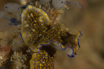A Nudibranch Sea slug in the Sea at Anilao, Philippines
