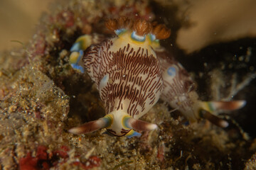 A Nudibranch Sea slug in the Sea at Anilao, Philippines
