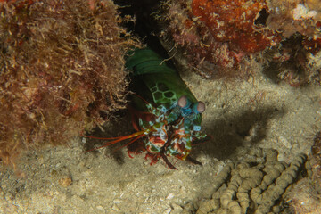 Mantis shrimp in the Sea of the Philippines