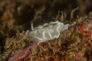 A Nudibranch Sea slug in the Sea at Anilao, Philippines
